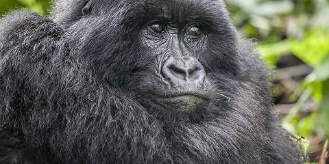 6-Day Rwanda's Heart of Wildlife