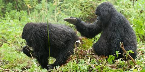 3-Day Rwanda and Uganda Gorilla Trekking Adventure