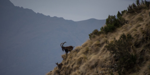 7-Day Semien Mountain National Park Trekking