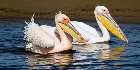 4-Day Namibia Endemics Birding Tour