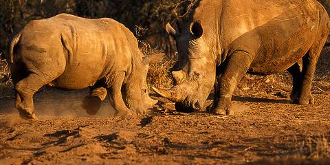 1-Day Best Full-Day Big Five Safari from Johannesburg