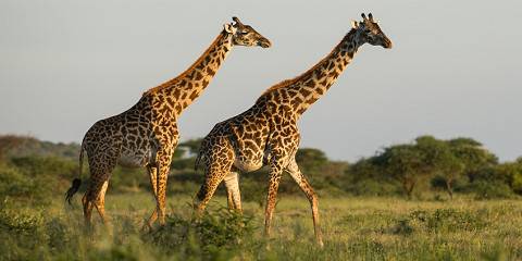 5-Day Comfort Wildlife Safari