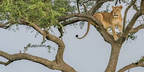 3-Day Classic Adventure Tarangire NP and Lake Manyara