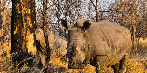½-Day Rhino Trekking, Bush Walk and Safari Game Drive