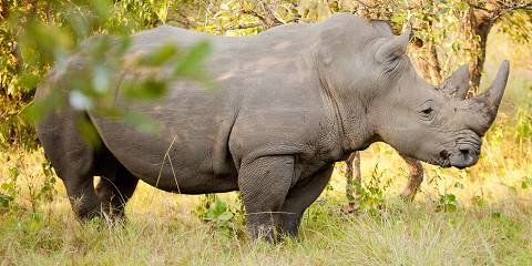 8-Day Gorillas, Murchison Falls and Kibale Chimp Trek