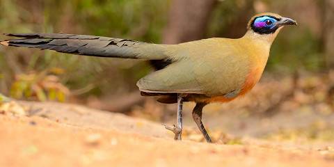 23-Day Madagascar Birding Tour