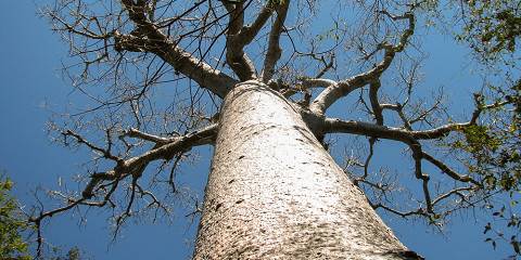 6-Day Meeting with the Baobabs and Lemurs